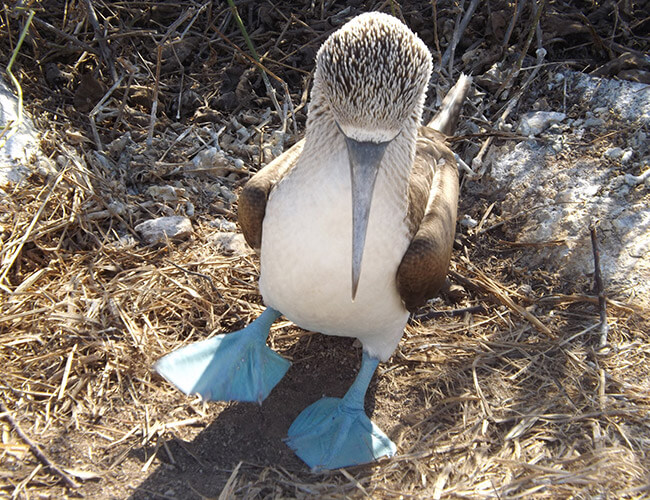 Experience Galapagos Legend GO Galapagos Kleintours Ecuador travel sunset blue footed boobie