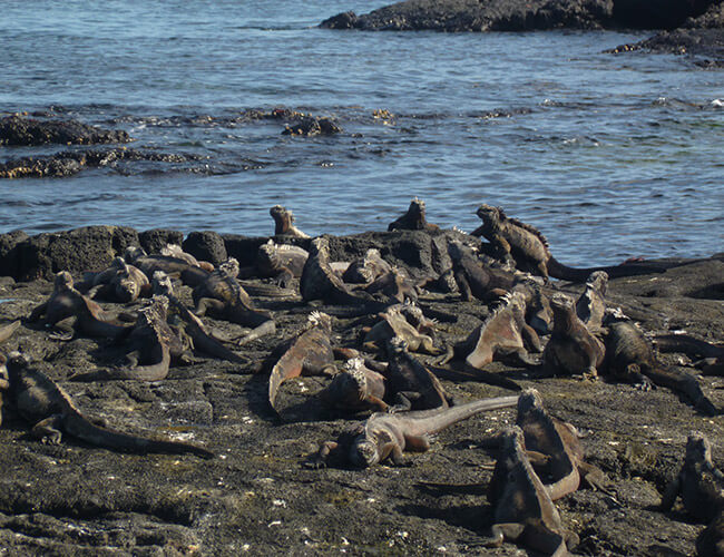 Experience Galapagos Legend GO Galapagos Kleintours Ecuador travel iguanas