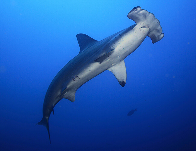 Darwins natural monument broke into two pillars go galapagos klein tours ecuador travel quito islands hammerhead sharks diving