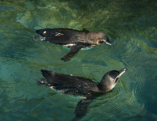 Are there really penguins in the Galapagos Islands go galapagos klein tours ecuador travel enchanted islands cruises southamerica animals nature 1