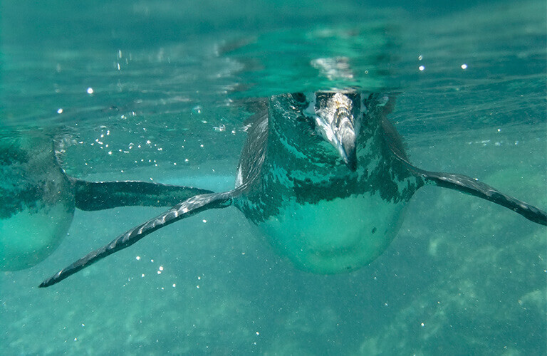 Are there really penguins in the Galapagos Islands go galapagos klein tours ecuador travel enchanted islands cruises southamerica animals nature 4