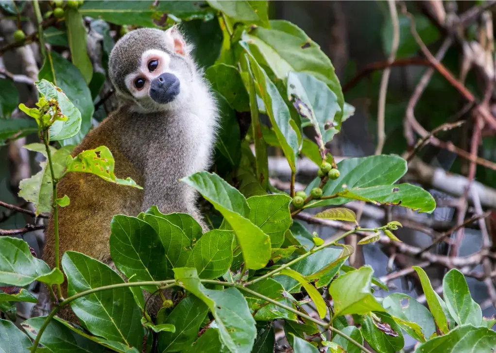 Wildlife - Anakonda Amazon Cruise