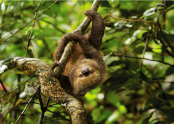 Amazon rainforest sloth