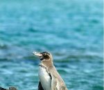 Are there really penguins in the Galapagos Islands go galapagos klein tours ecuador travel enchanted islands cruises southamerica animals nature 6