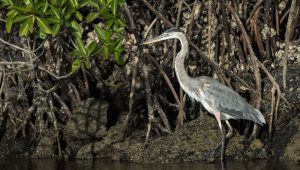 Black Turtle Cove - Santa Cruz in the Galapagos view of mangrove