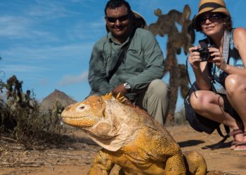 Dragon Hill - Santa Cruz in the Galapagos Islands, view of volcanic beach and tourist watching a land iguana