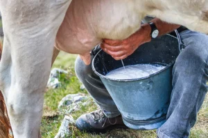 Karanki Magdalena - Milking activity