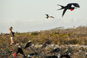 Lobos-Island