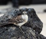 Galapagos Mockingbird