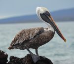 Galapagos Brown Pelican