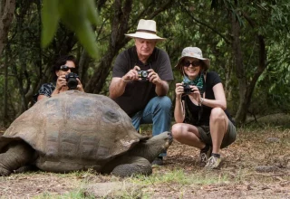 tortoise-galapagos